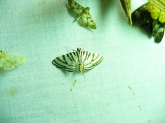 Conchylodes grammaphora