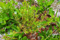 Vaccinium myrsinites image