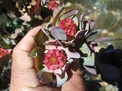 Leucadendron pubibracteolatum