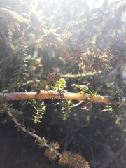 Seriphium cinereum