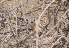 Dipsosaurus dorsalis dorsalis