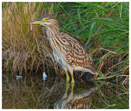 Nankeen Night Heron