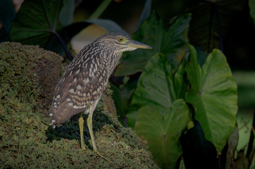 Nankeen Night Heron