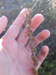 Seriphium cinereum