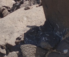 Dipsosaurus dorsalis dorsalis