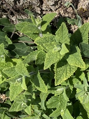Teucrium scorodonia