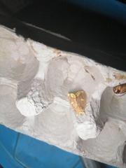 Euproctis quadrangularis