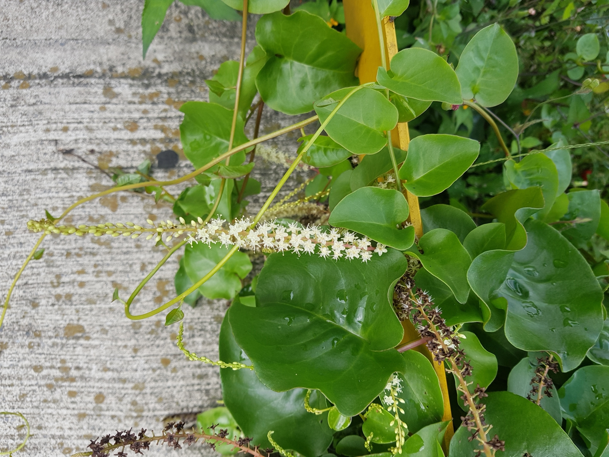 Anredera baselloides