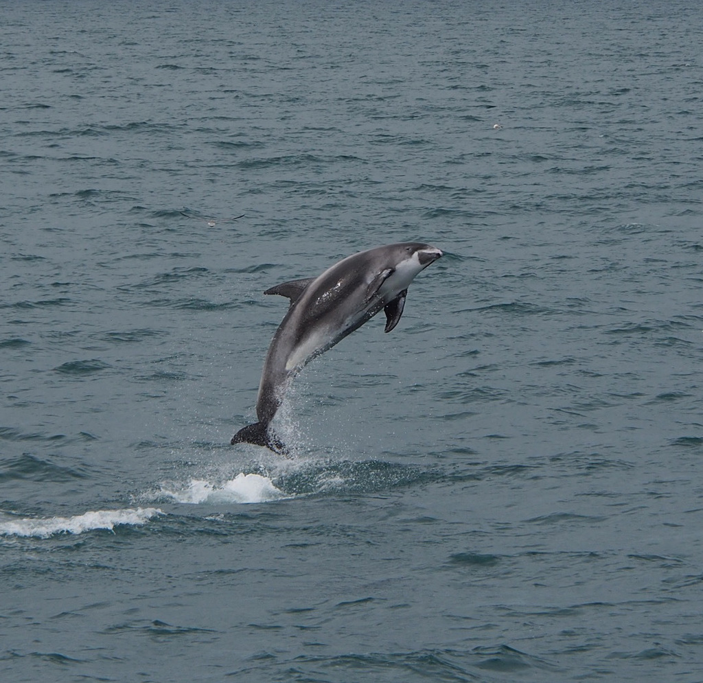 Lagenorhynchus