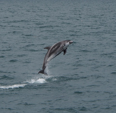 Lagenorhynchus albirostris