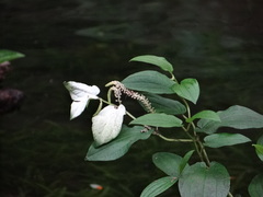 Saururus chinensis