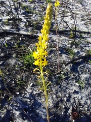 Bulbine praemorsa