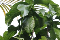 Beaumontia grandiflora