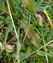 Ramularia rubella image