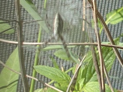 Argiope aurantia image