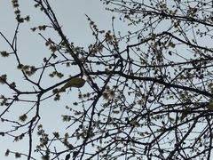 Chimonanthus praecox