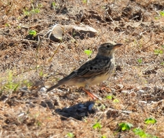 Galerida magnirostris magnirostris