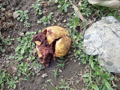 Diospyros malabarica