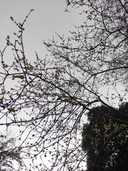 Chimonanthus praecox