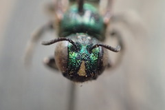 Ceratina eximia