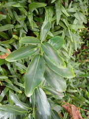 Diospyros malabarica