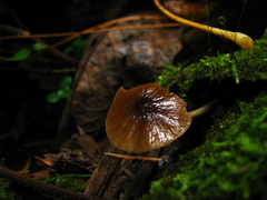 Bolbitius viscosus