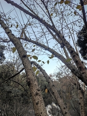 Chimonanthus praecox