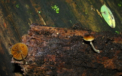 Bolbitius viscosus