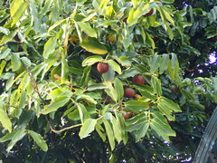 Diospyros malabarica