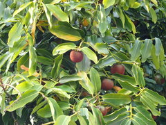 Diospyros malabarica