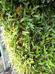 Diospyros malabarica