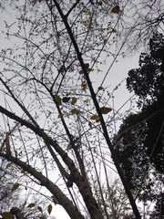 Chimonanthus praecox