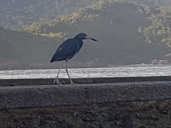 Egretta caerulea
