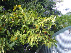 Diospyros malabarica