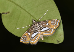 Paracymoriza cataclystalis