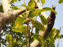 Artocarpus lacucha