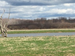 Plegadis falcinellus