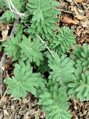 Hydrophyllum capitatum