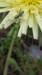 Oedemera