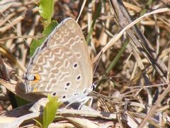 Lepidochrysops plebeia