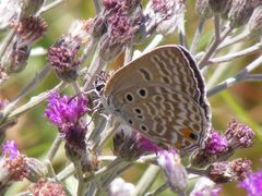 Lepidochrysops plebeia