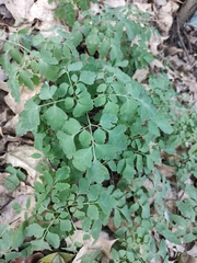 Corydalis edulis
