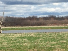 Plegadis falcinellus