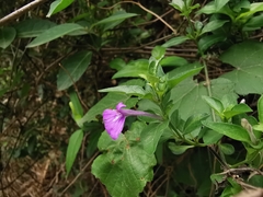 Justicia hintoniorum