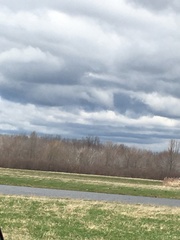 Plegadis falcinellus