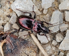 Pterostichus burmeisteri