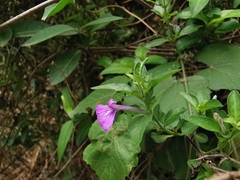 Justicia hintoniorum