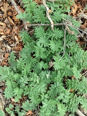Hydrophyllum capitatum