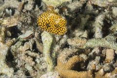 Map Puffer photo 1