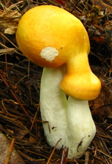 Russula lutea
